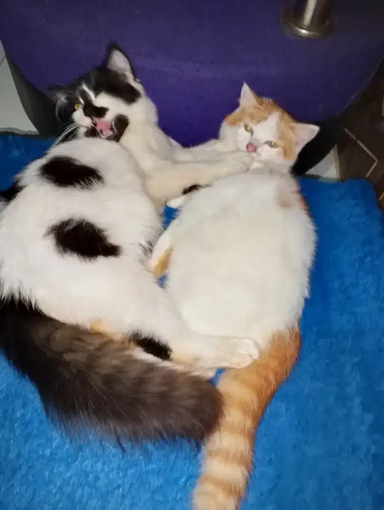 Lepas adopsi 4bln jantan, BSH,persia