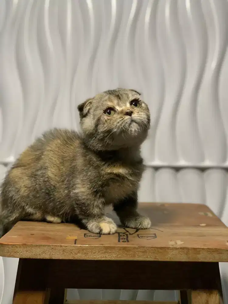 Gaelic fold golden Munchkin female