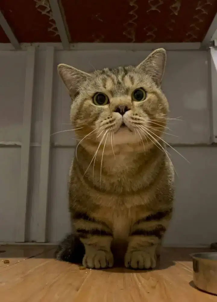 Jasa pacak Munchkin BSH