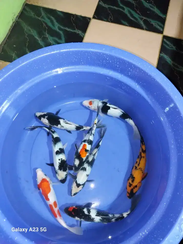 Paketan ikan koi 25-27cm