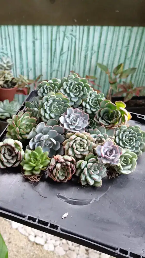 Jajan Awet Tanaman Sukulen