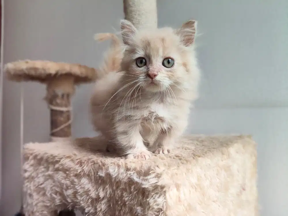 Lepas Adopt kitten anak kucing BSH British Short Hair x Munchkin