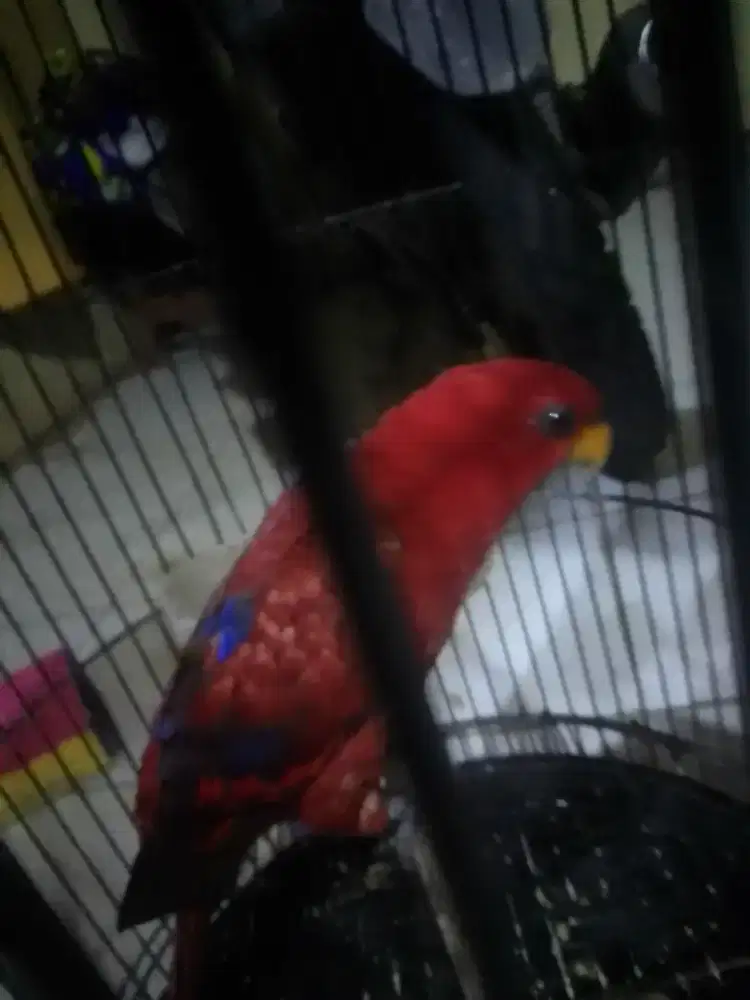 LOVEBIRD WARNA JINAK TOTAL TIDAK GALAK 1,8 FULSET