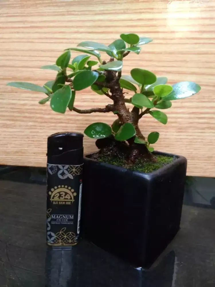 Bonsai Beringin Dolar