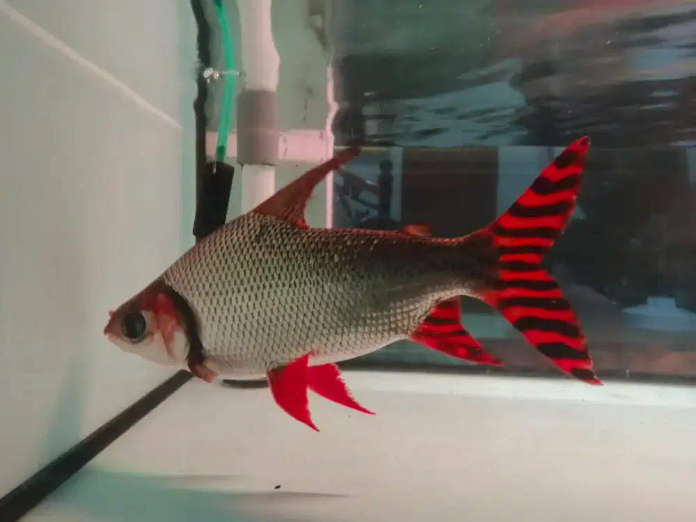 Red feifeng jumbo rff