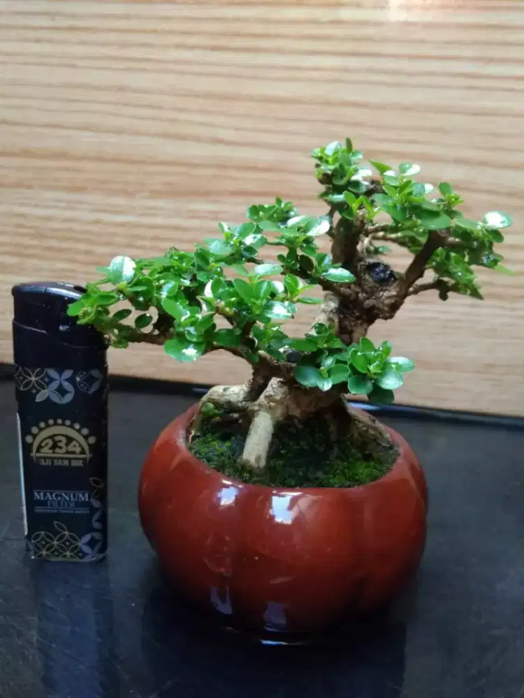 Bonsai Sancang SHITO Pot Keramik