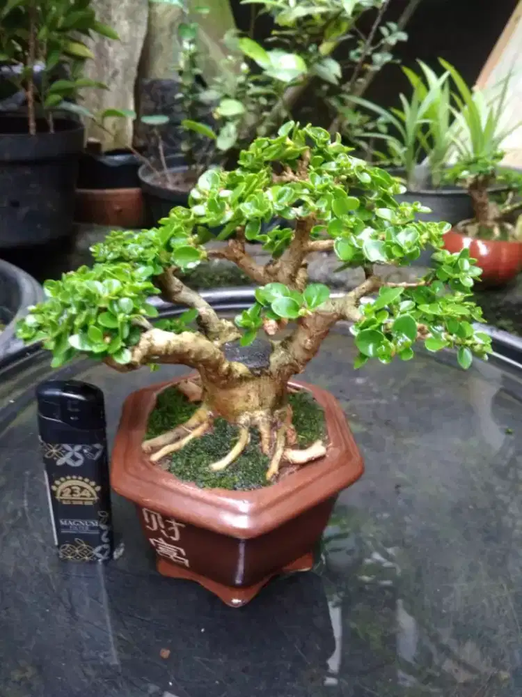 Bonsai Sancang The Max Pot Keramik