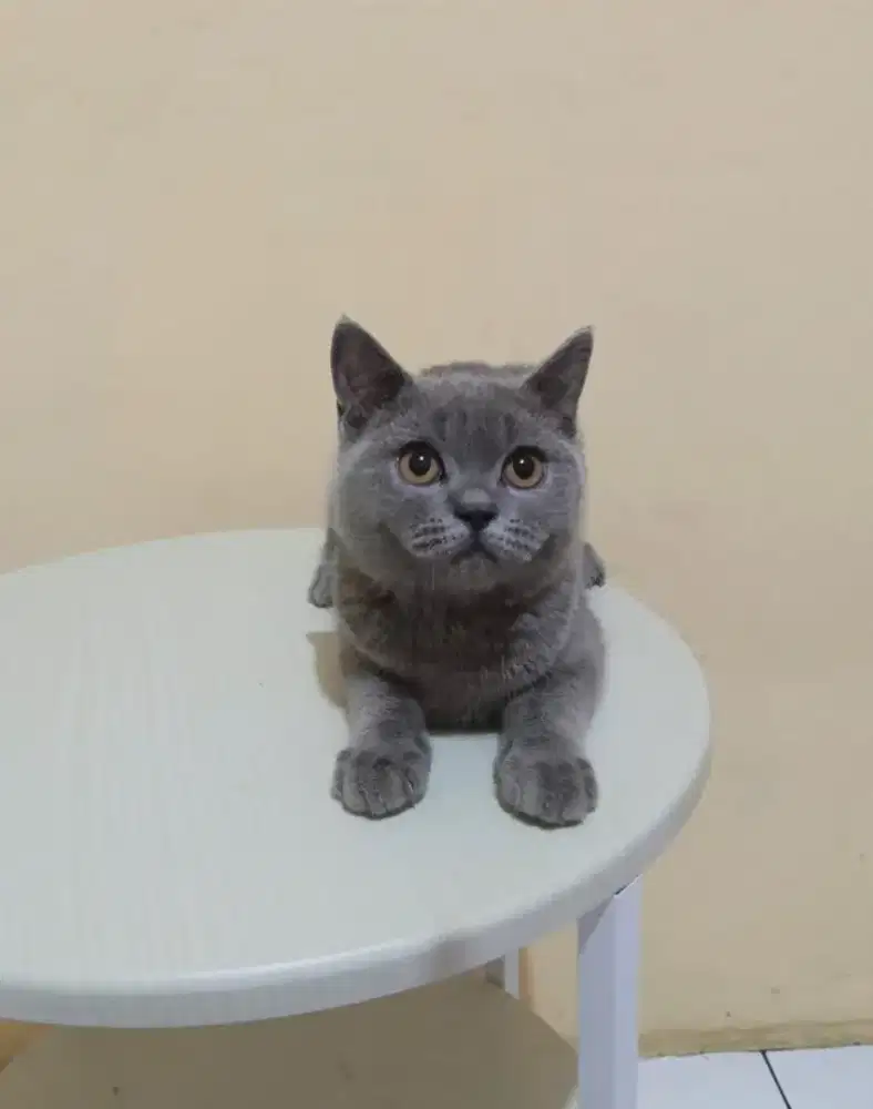 BRITISH SHORTHAIR/BSH BLUE