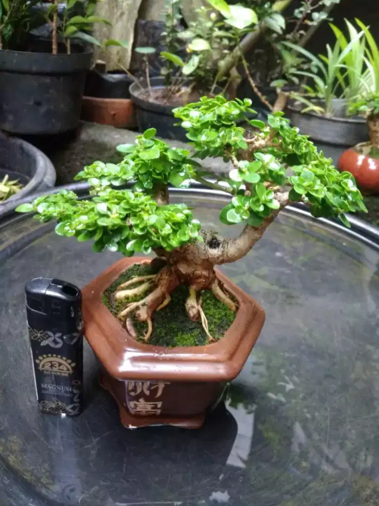 Bonsai Sancang Pot Keramik The Max