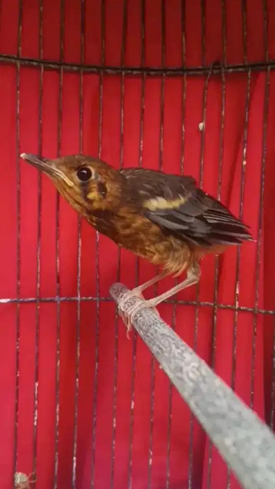 Anakan anis merah garansi jantan mandiri