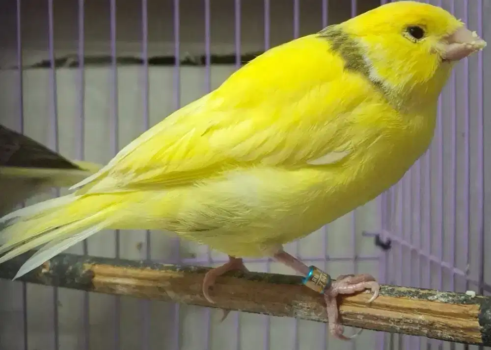 F1 warna Kuning stabilo