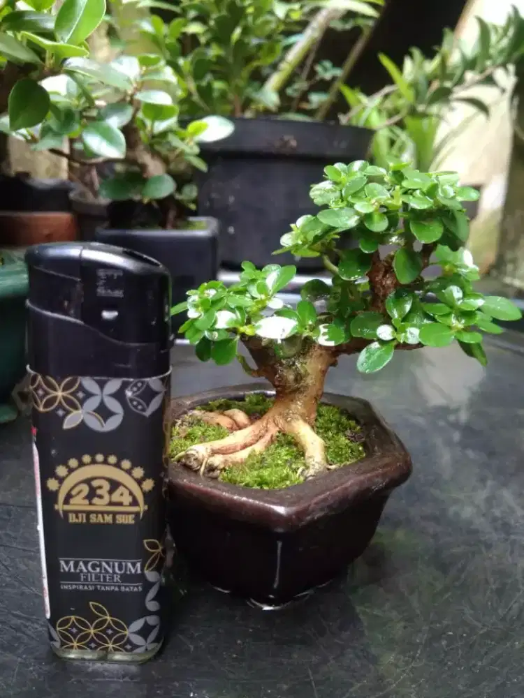 Bonsai Sancang SHITO Pot Keramik