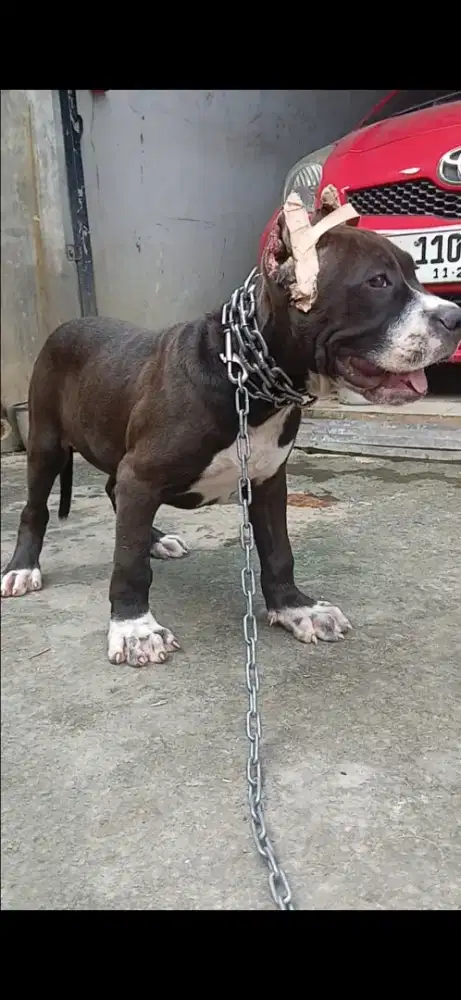 Puppies pitbul murni jantan