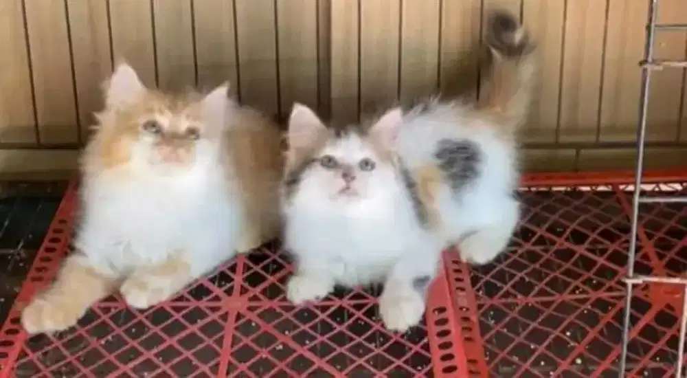 Kucing persia medium