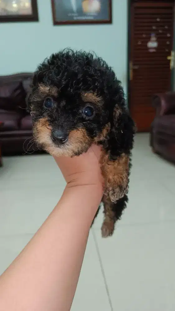 Poodle jantan phantom