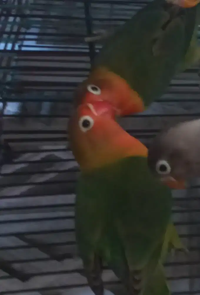 Di jual murah lovebird paud beby nuktok 2 ekor