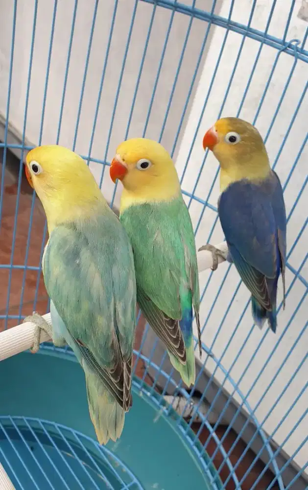 Lovebird pb paud warna clink
