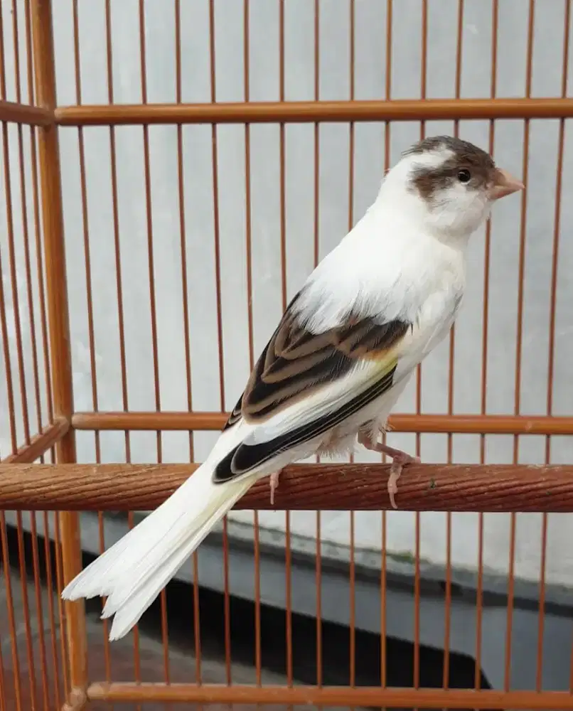 Kenari paud panda jantan