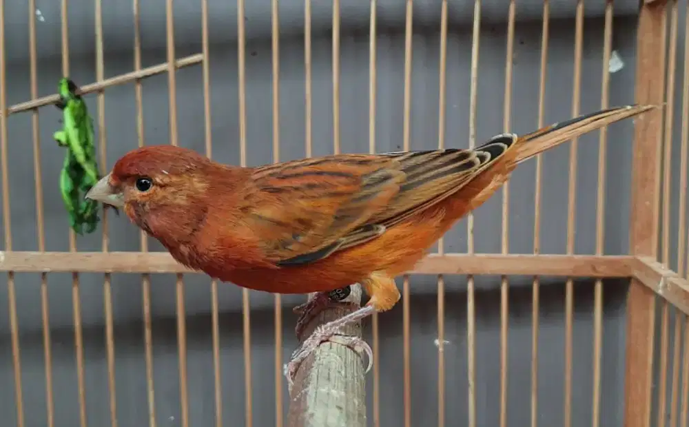 Kenari rutbren bujang gacor