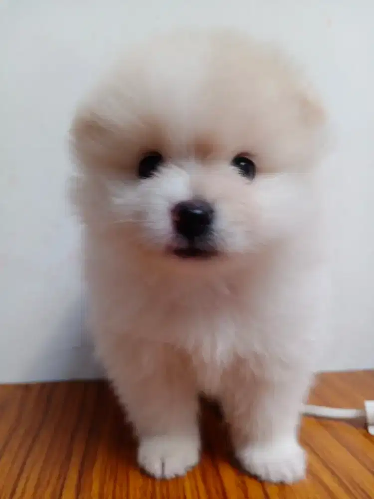 Anakan Mini Pom Jantan