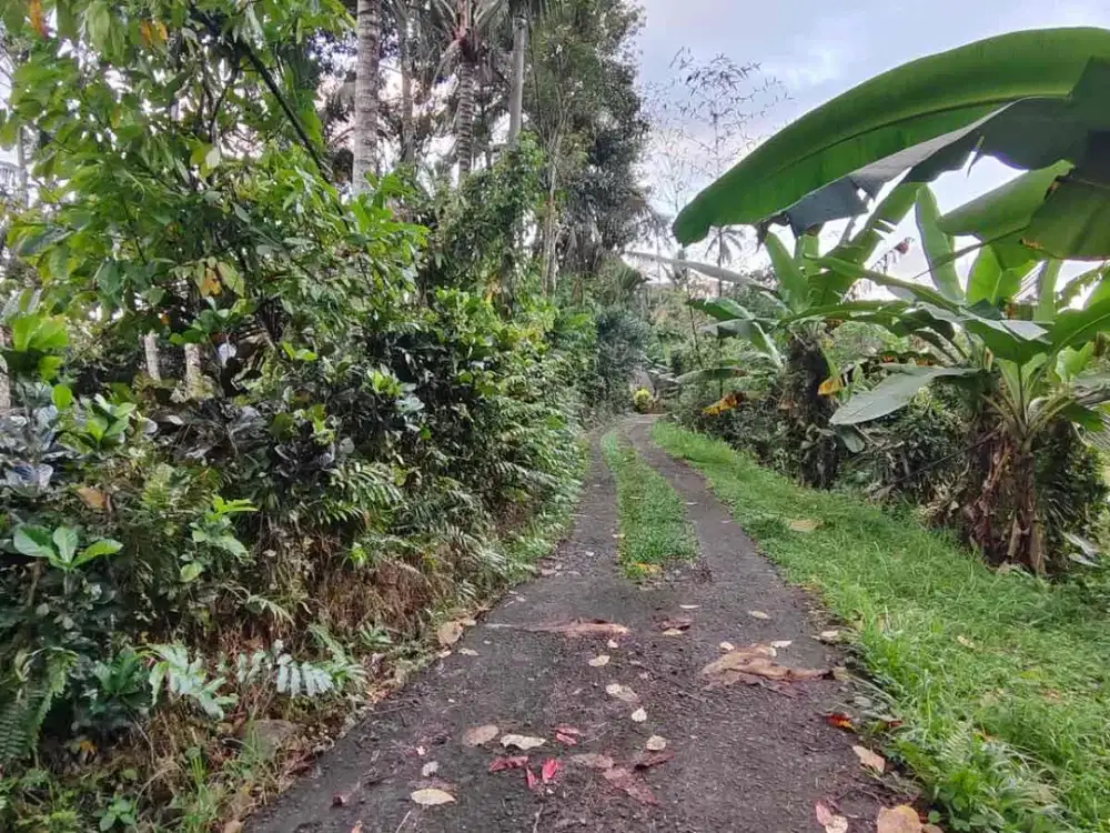 Dijual Tanah View Sawah Dan Sungai Exotik Di Tabanan Bali