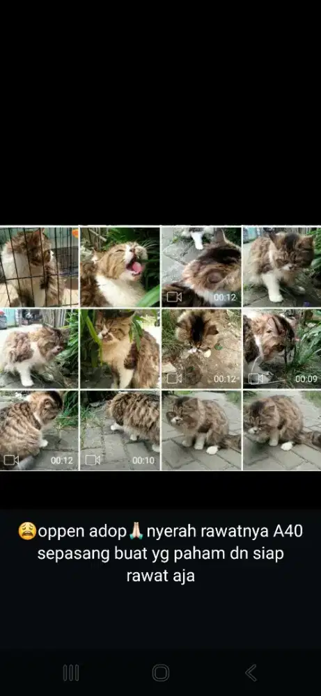 Open adop kucing Ras
