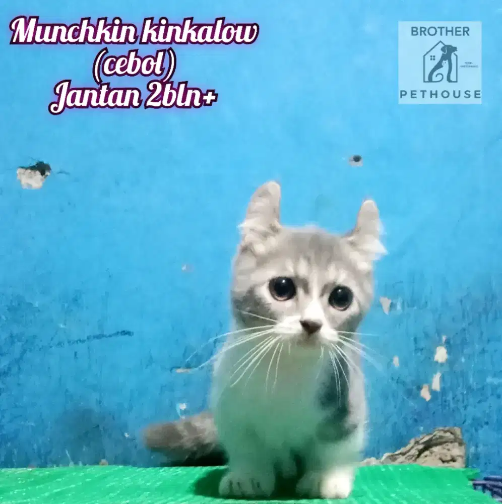 MUNCHKIN KINKALOW JANTAN
