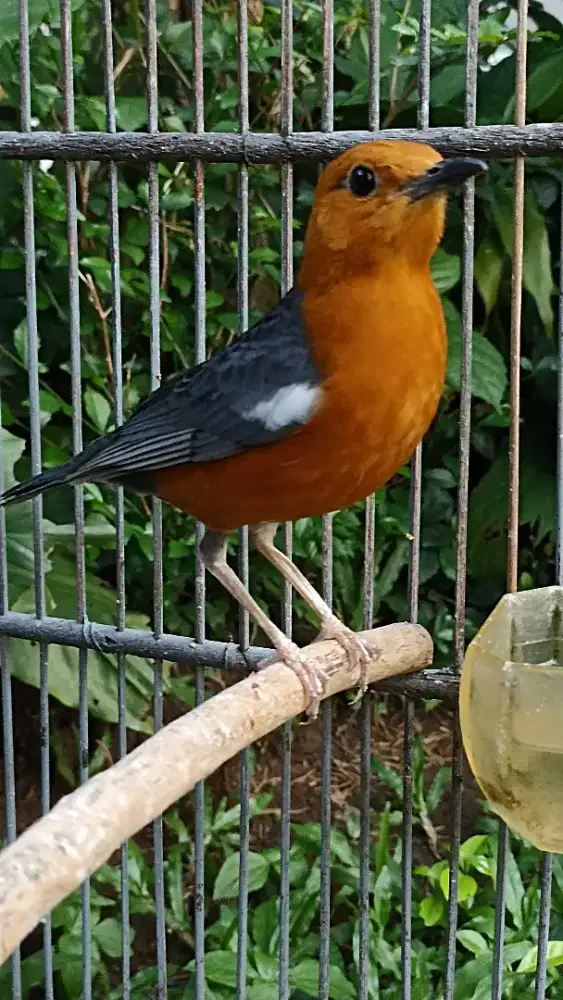 Anis merah belian jantan