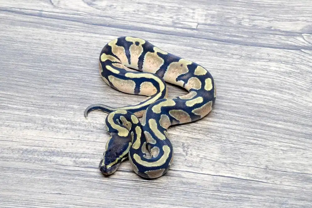 Ballpython Orange Dream Het Pied