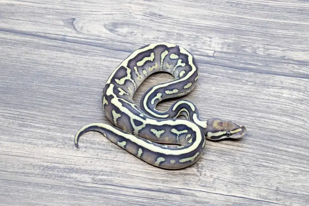 Ballpython Black Head Leopard Lesser Het Clown