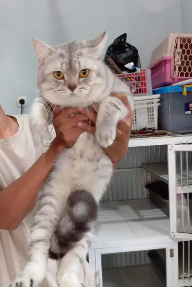 BSH silver jantan dewasa