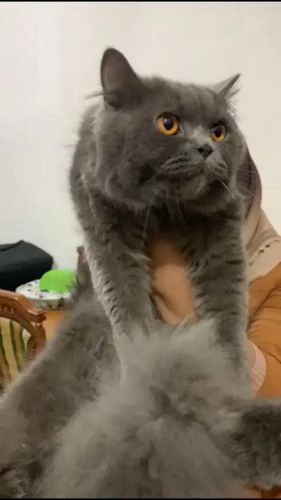 Dijual persia mixdom abu2 besar