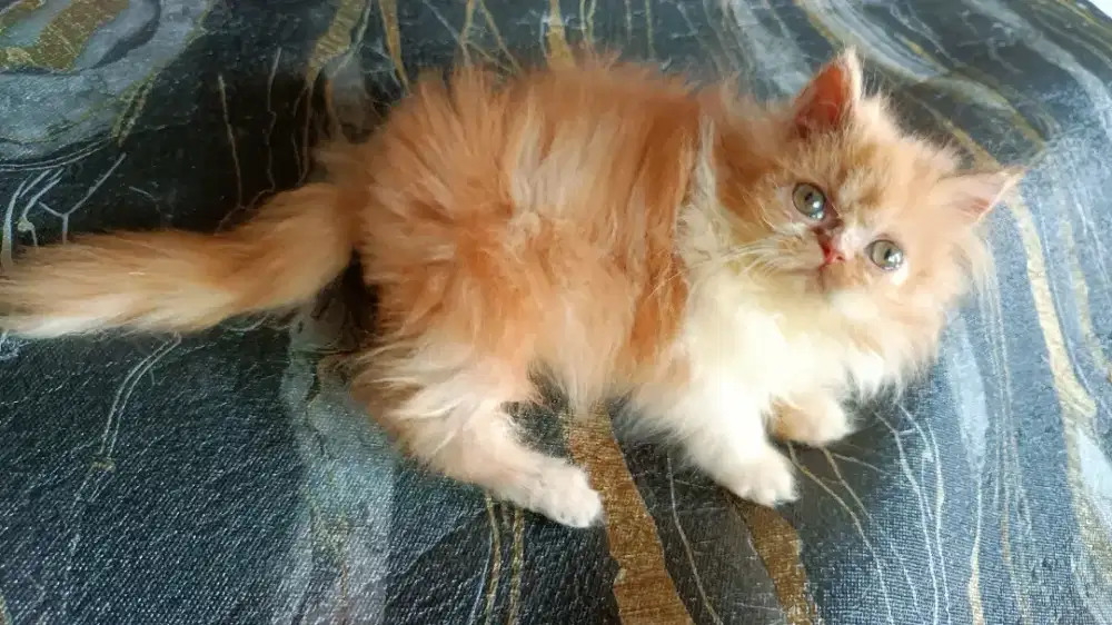 KUCING BETINA FLATNOSE LONGHAIR