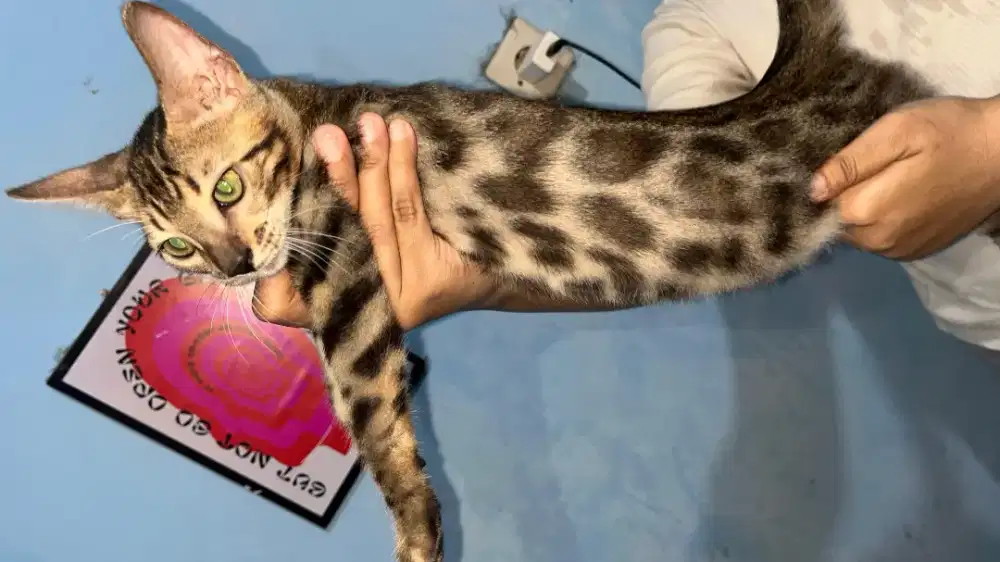 Kucing rasbengal coklat