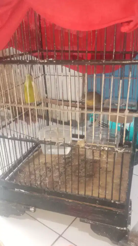 Jual Burung Jenggot Mini ( Masteran )