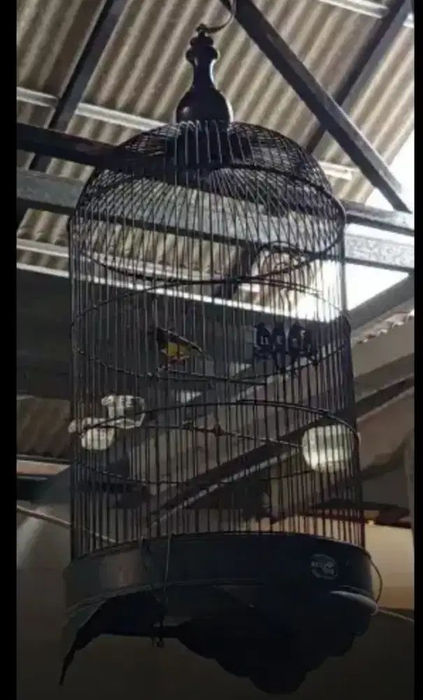 kolibri SG gacor full nopeng