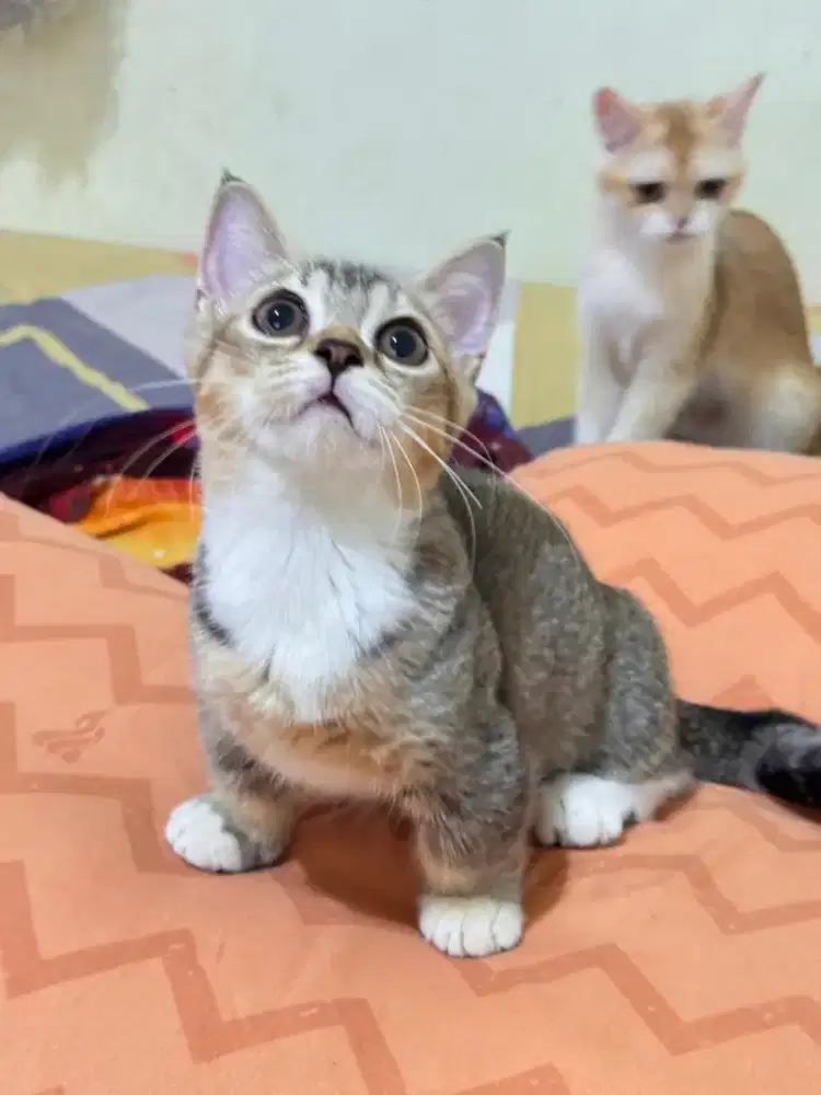 Kucing Munchkin Marble