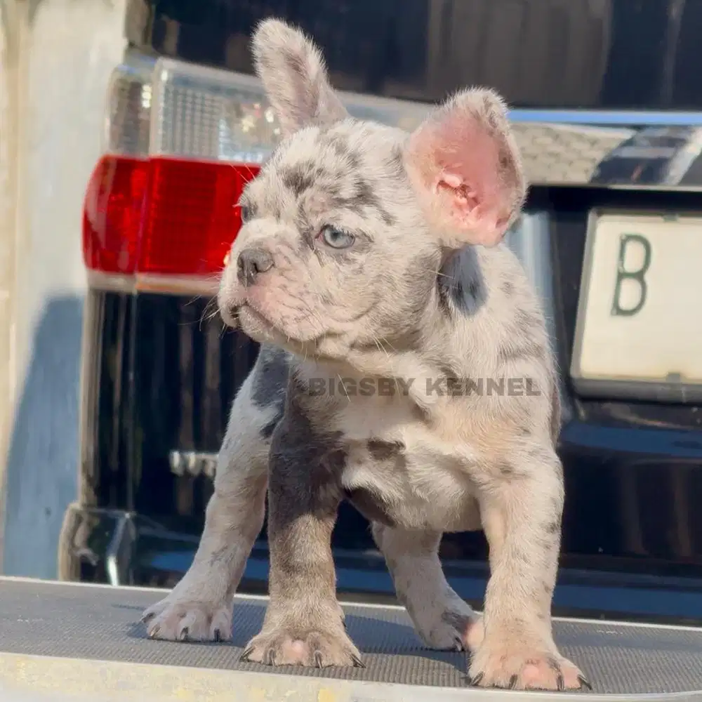 Exotic french bulldog lilac merle jantan anak anjing frenchie puppy