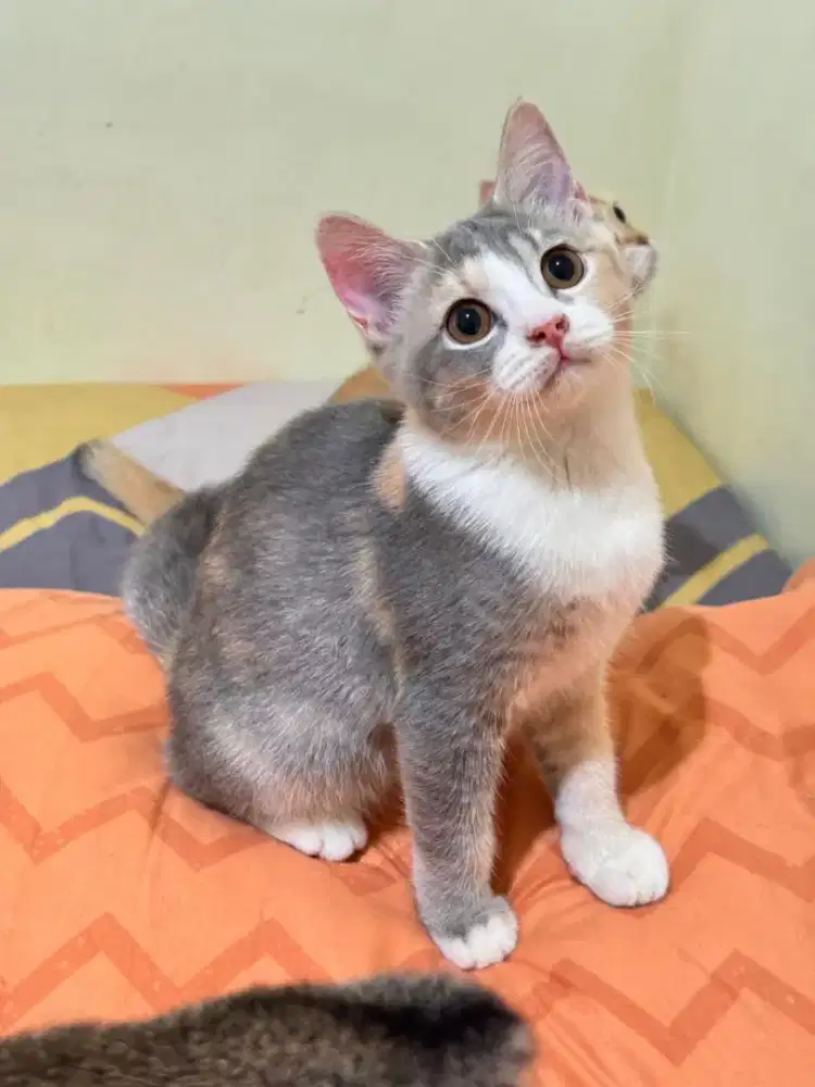 Kucing Munchkin NS Calico