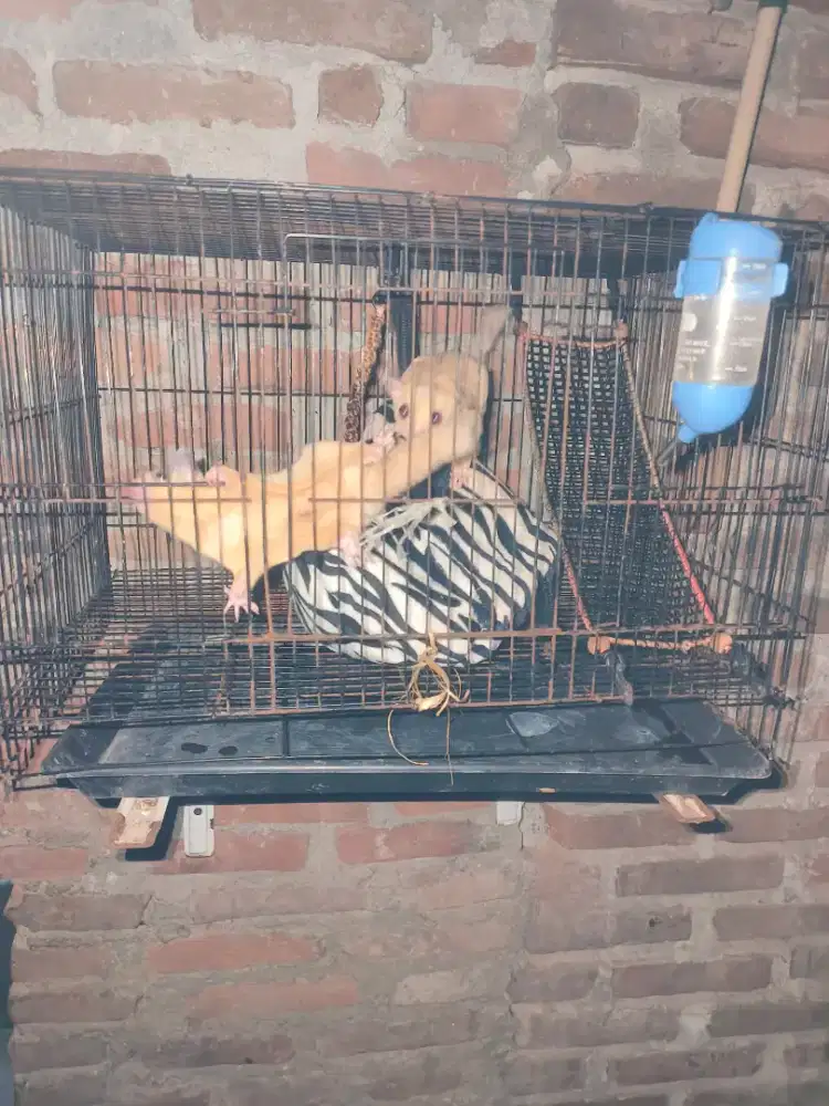 Jual sepasang sugar glider