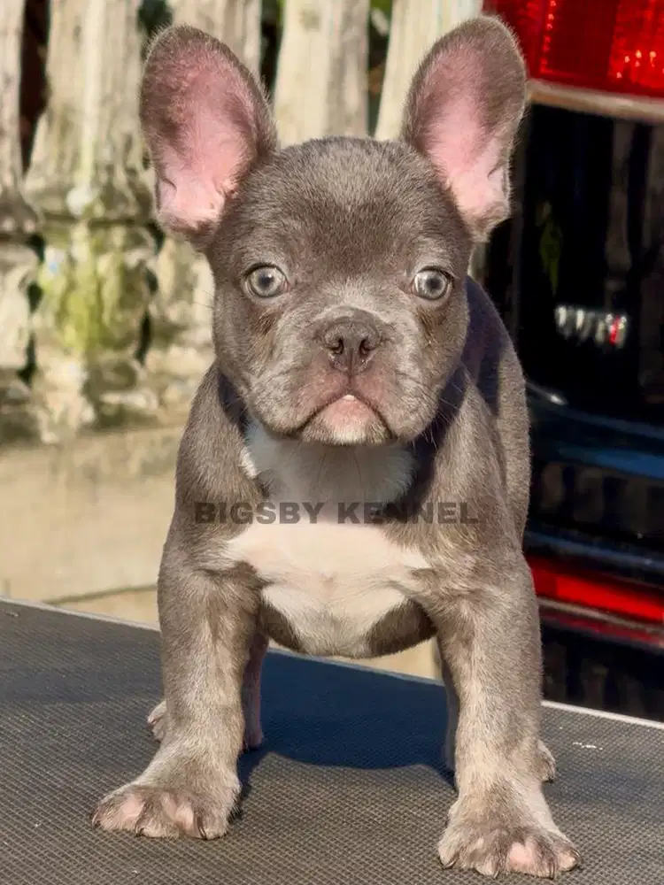 Exotic Frenchie Male Lilac Trindle Anakan Anjing Jantan French Bulldog