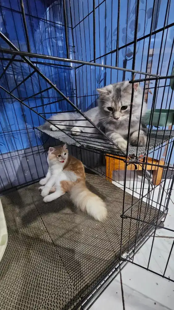 Lepas Adop Kucing Persia Long Hair