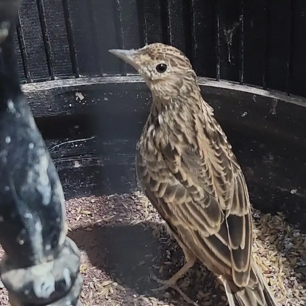 Branjangan impor Sonca pastol