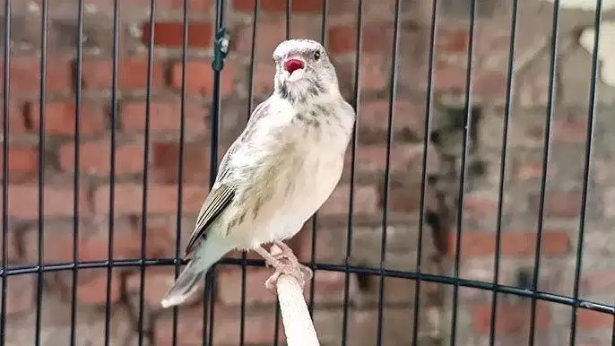 Blacksang hybrid gacor