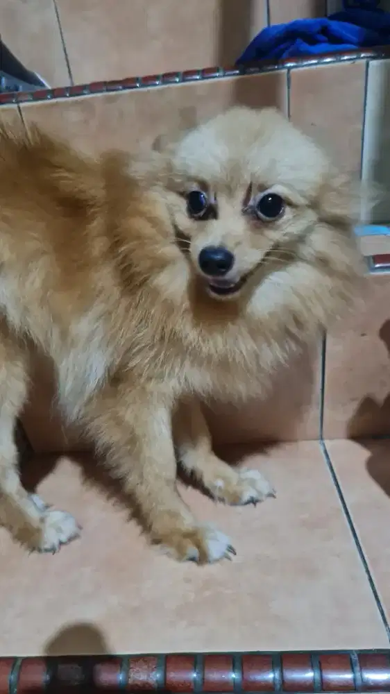 Jual cepat!! Anjing pom mungil murah kecil, betina 650rb