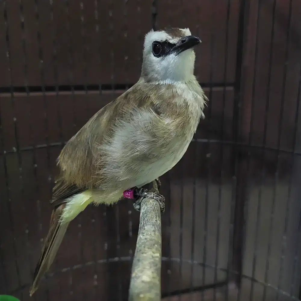 Trucukan kebo body big jinak gacor