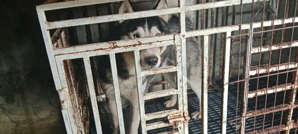 Siberian huski jantan