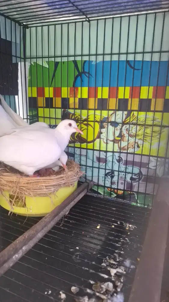 Burung puter albino mata merah