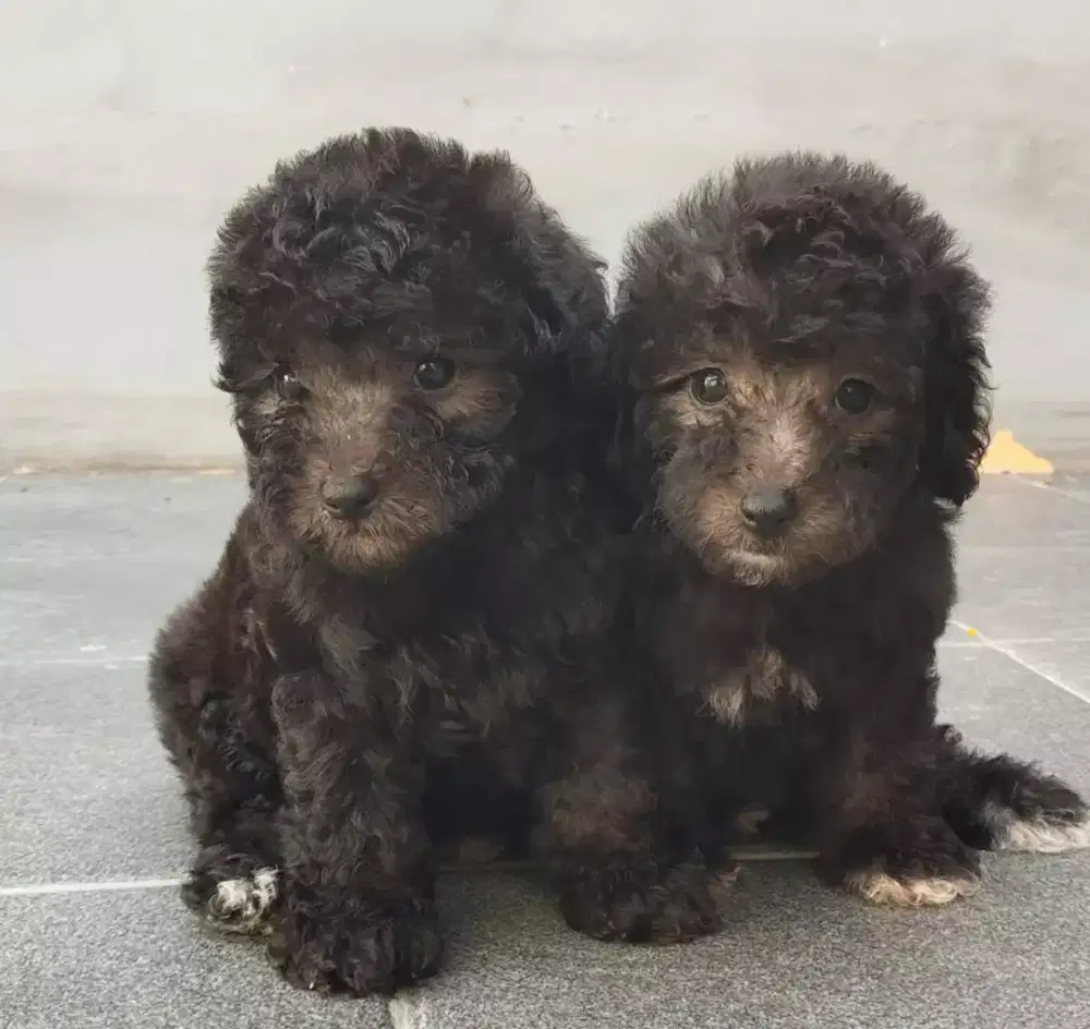 Imlek Bersama Puppy Poodle