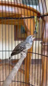 Blacktroat boswana gacor